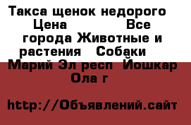 Такса щенок недорого › Цена ­ 15 000 - Все города Животные и растения » Собаки   . Марий Эл респ.,Йошкар-Ола г.